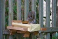 A gray squirrel eating at a backyard wooden picnic table Royalty Free Stock Photo