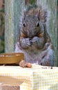 A gray squirrel eating at a backyard wooden picnic table Royalty Free Stock Photo