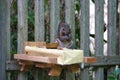 A gray squirrel eating at a backyard wooden picnic table Royalty Free Stock Photo