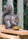 A gray squirrel eating at a backyard wooden picnic table for squirrels mounted on a garden fence Royalty Free Stock Photo