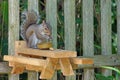 A gray squirrel eating at a backyard wooden picnic table for squirrels mounted on a garden fence Royalty Free Stock Photo