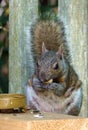 A gray squirrel eating at a backyard wooden picnic table for squirrels mounted on a garden fence Royalty Free Stock Photo
