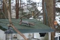 Gray squirrel eating in the feeder Royalty Free Stock Photo