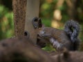 Gray squirrel eating food from feeder in woodland Royalty Free Stock Photo