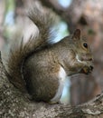 Gray Squirrel Eating Nut