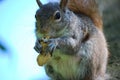 Gray Squirrel Eating a Peanut