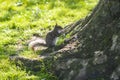A gray squirrel eating a peanut by the tree Royalty Free Stock Photo