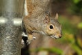 Gray Squirrel On Feeder Royalty Free Stock Photo