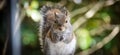 Gray Squirrel Foraging for Food