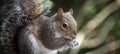 Gray Squirrel Foraging for Food