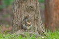 Gray squirrel in front of a tree eats a hazelnut holding it with Royalty Free Stock Photo