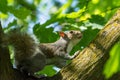 Gray squirrel in front of a tree eats a hazelnut holding it with Royalty Free Stock Photo