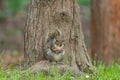 Gray squirrel in front of a tree eats a hazelnut holding it with Royalty Free Stock Photo
