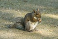 Gray squirrel in front of a tree eats a hazelnut holding it with paws Royalty Free Stock Photo