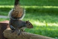 Gray squirrel in front of a tree eats a hazelnut holding it with paws Royalty Free Stock Photo