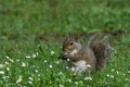 Gray squirrel in front of a tree eats a hazelnut holding it with paws Royalty Free Stock Photo