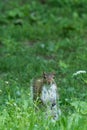 Gray squirrel in front of a tree eats a hazelnut holding it with paws Royalty Free Stock Photo
