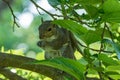 Gray squirrel in front of a tree eats a hazelnut holding it with paws Royalty Free Stock Photo