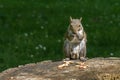 Gray squirrel in front of a tree eats a hazelnut holding it with paws Royalty Free Stock Photo