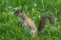 Gray squirrel in front of a tree eats a hazelnut holding it with paws Royalty Free Stock Photo