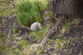 Gray squirrel gathers and eats acorns. The rotation in nature. Animal feed