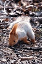 gray squirrel hides a nut in the ground