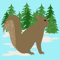 Gray squirrel illustration