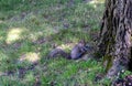 Gray squirrel next to tree, looking at camera Royalty Free Stock Photo