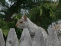 Gray Squirrel with a Notched Ear Stares Out Over a Wooden Fence Royalty Free Stock Photo