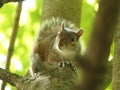 Gray Squirrel perched in a tree looking attentively at something with lots of greenery