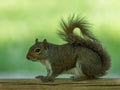 Gray squirrel in profile on a wooden fence, rolled up tail
