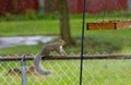 Gray squirrel ready to jump from fence to birdfeeder