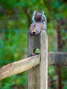 Gray squirrel resting on a split rail fence post Royalty Free Stock Photo