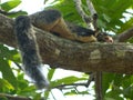 A gray squirrel rests on a tree