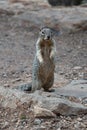 Gray squirrel on rock Royalty Free Stock Photo