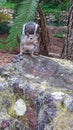 Gray Squirrel on a rock Royalty Free Stock Photo