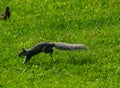 Gray squirrel running in green grass