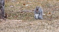 Gray Squirrel running about