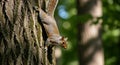Agile squirrel descending tree trunk in bright sunlight Royalty Free Stock Photo