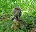 Gray Squirrel (Sciurus carolinensis) Royalty Free Stock Photo