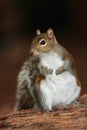 Gray Squirrel, Sciurus carolinensis, cute animal in the forest ground, Florida, USA Royalty Free Stock Photo