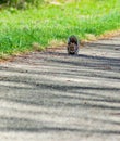 Gray Squirrel, Sciurus carolinensis