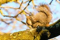 Gray Squirrel (Sciurus carolinensis) having a scratch in golden morning light, in the UK Royalty Free Stock Photo