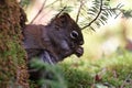 Gray Squirrel (Sciurus carolinensis) Newfoundland Canada Royalty Free Stock Photo