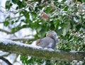 A squirrel on a snowy branch Royalty Free Stock Photo