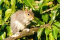Gray Squirrel (Sciurus carolinensis) standing on branch, taken in the UK Royalty Free Stock Photo