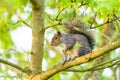 Gray Squirrel (Sciurus carolinensis) in a tree surrounded by fresh green spring foliage, in London Royalty Free Stock Photo