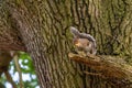 Gray Squirrel & x28;Sciurus carolinensis& x29; in the UK Royalty Free Stock Photo