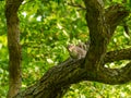 Gray Squirrel (Sciurus carolinensis) in the UK Royalty Free Stock Photo