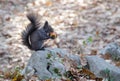 Gray squirrel eating forest berry